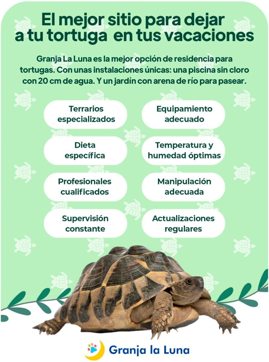 Dónde dejar tu tortuga en Madrid si te vas de vacaciones