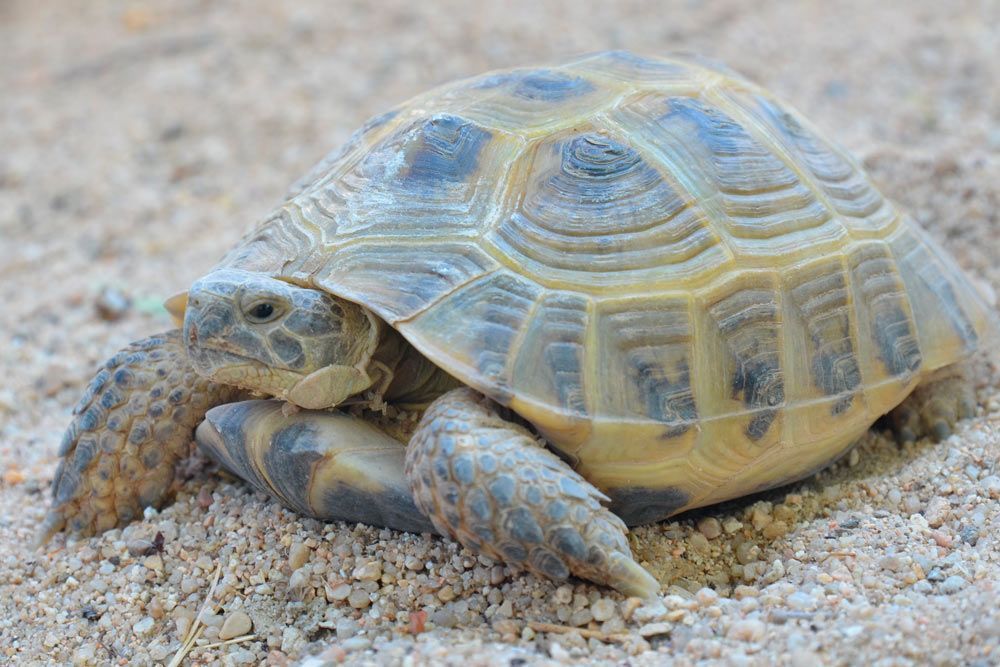 Dónde dejar tu tortuga en Madrid si te vas de vacaciones