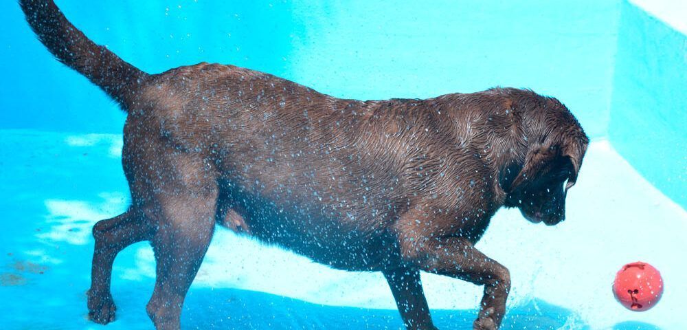 Golpes de calor en perros: síntomas y tratamiento