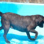 Golpes de calor en perros: síntomas y tratamiento