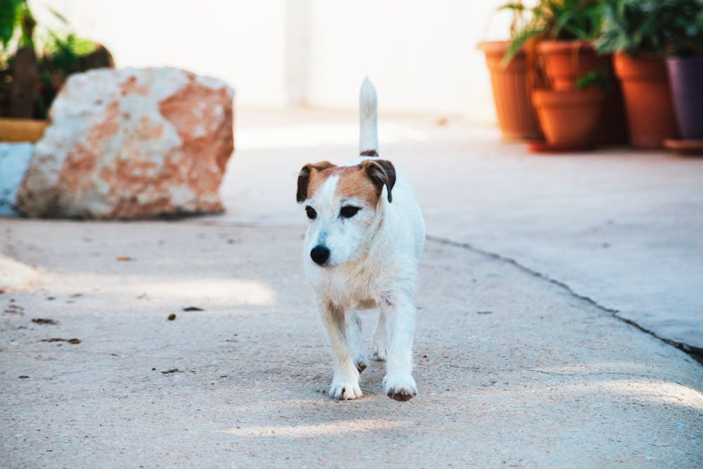 Golpes de calor en perros