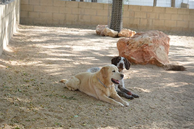 mejores residencias animales