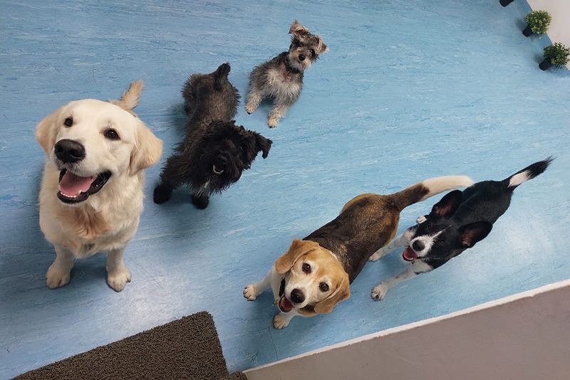 mejores residencias caninas