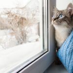 proteger-gato-frio