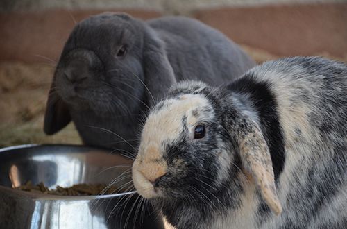 Residencia canina en Madrid