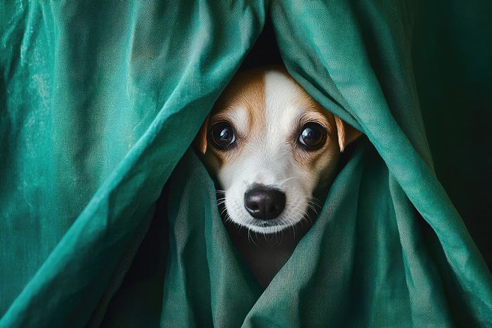 Cómo evitar que tu perro sufra con los fuegos artificiales