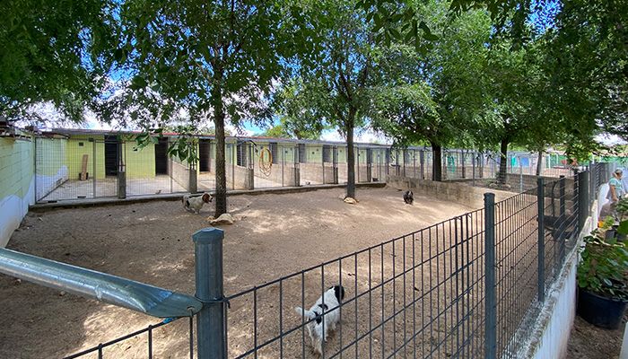 mejor residencia canina madrid