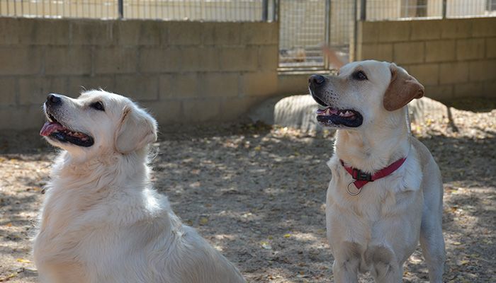mejor residencia canina
