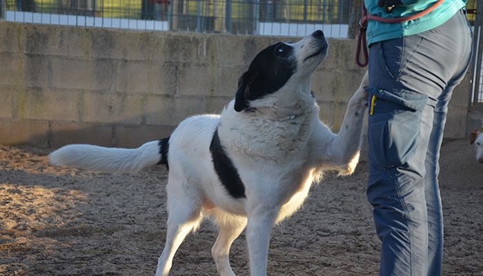 mejor residencia canina madrid