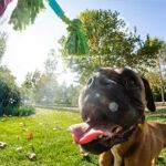 residencia canina