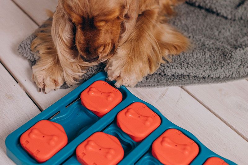 Los mejores juguetes para el desarrollo cognitivo de tu perro