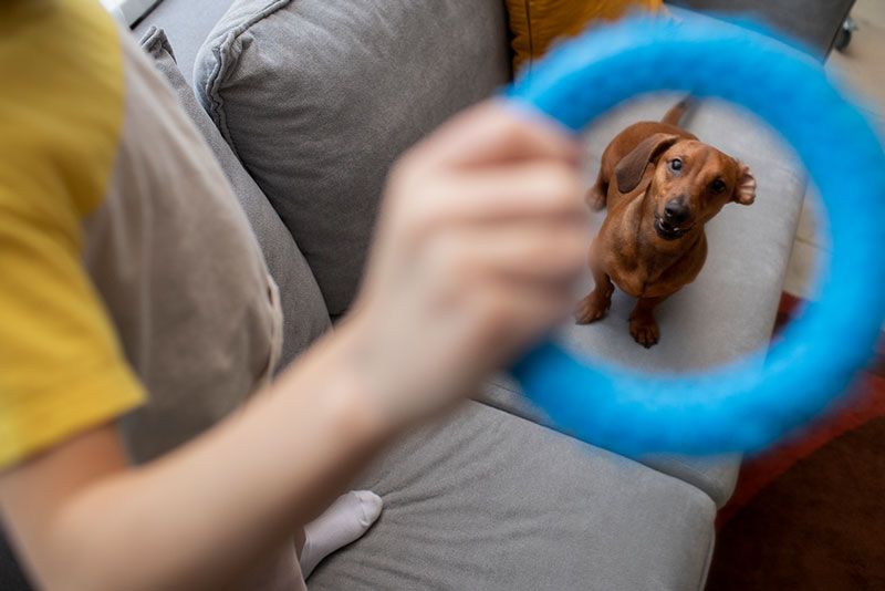 desarrollo cognitivo de tu perro juguetes