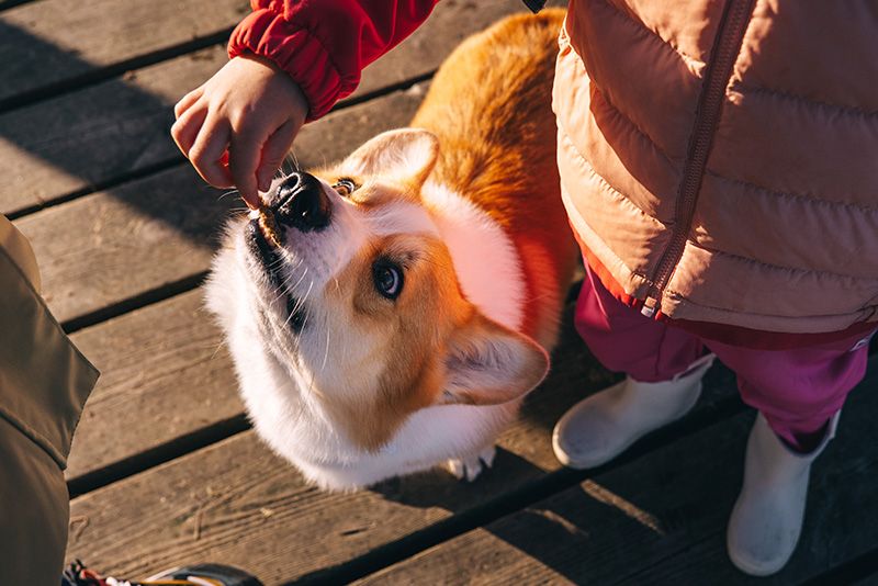 nombres para perros