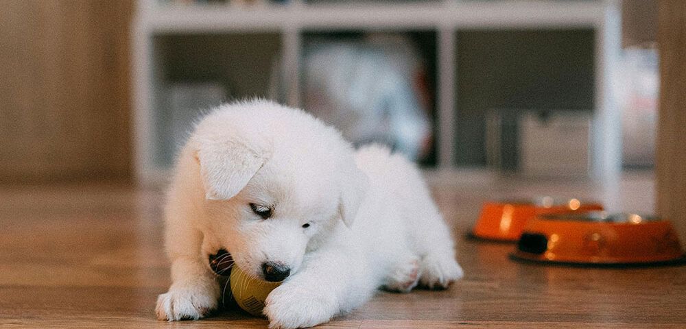 nombres para perros
