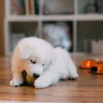 nombres para perros