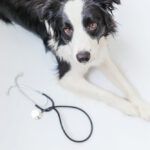 alergias perro