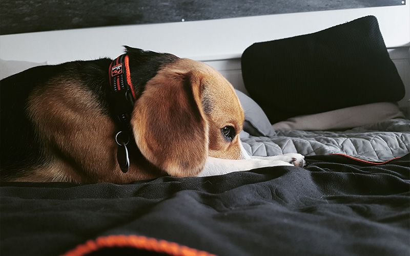 dieta perro