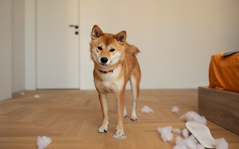 alergia perro