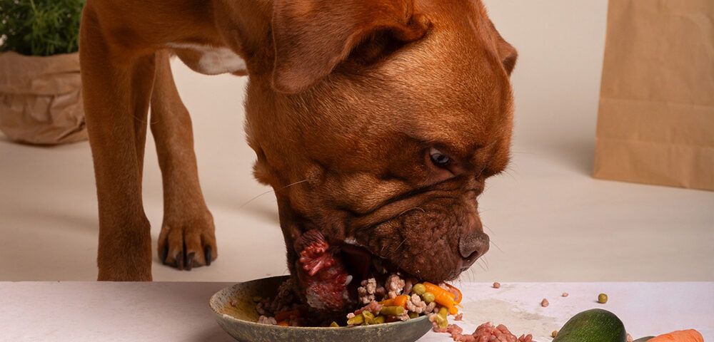 Los 10 mejores alimentos para perros