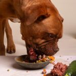 Los 10 mejores alimentos para perros