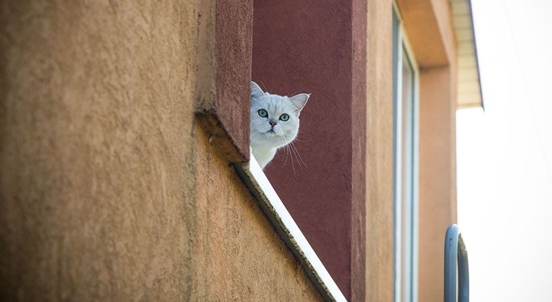 gatos siete vidas