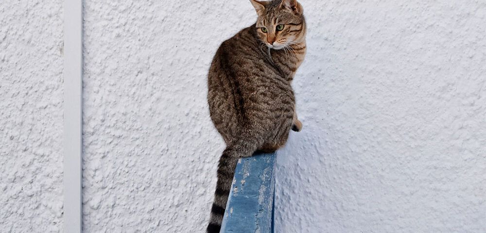 gatos siete vidas