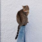 gatos siete vidas