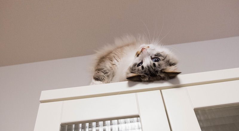 siete vidas gatos