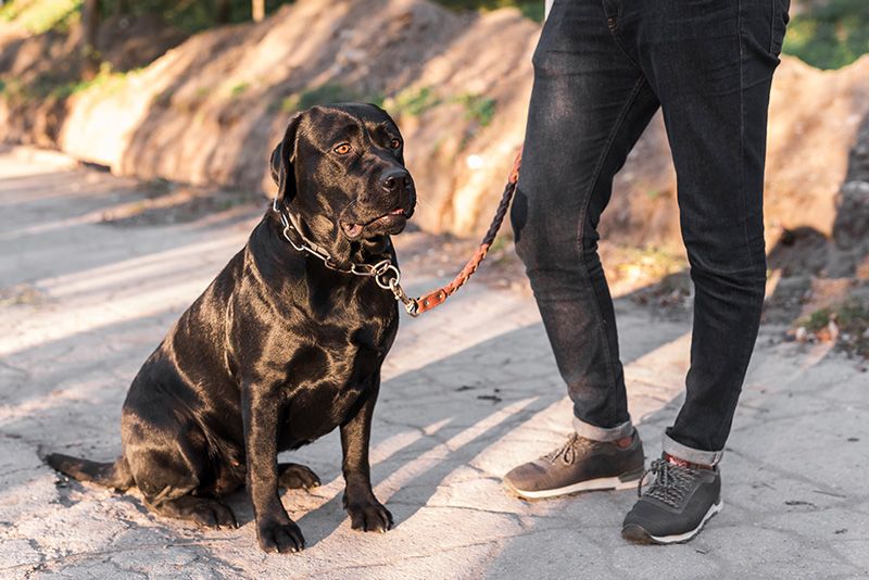 Rottweiler nueva Ley PPP