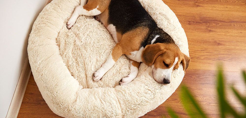 ¿Cuánto duerme un perro al día?