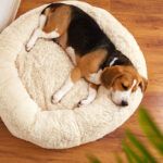 ¿Cuánto duerme un perro al día?