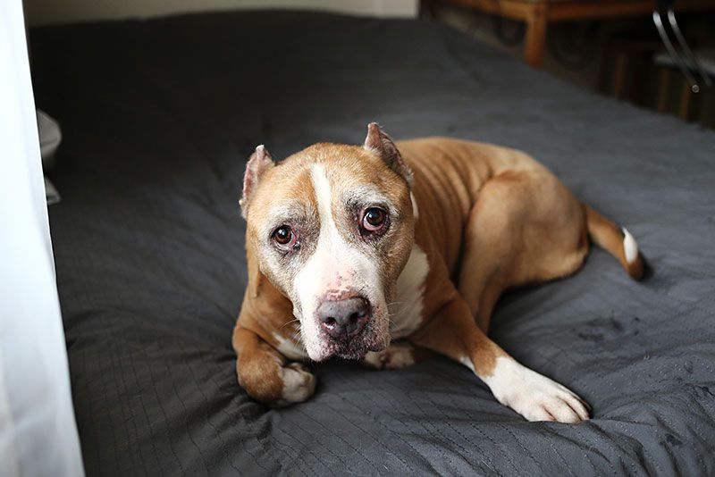 ¿Cuánto duerme un perro al día?