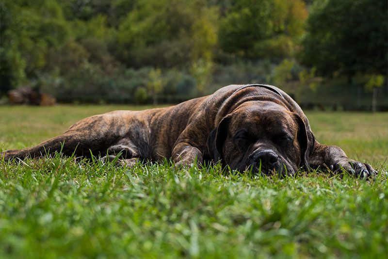 ¿Cuánto duerme un perro al día?