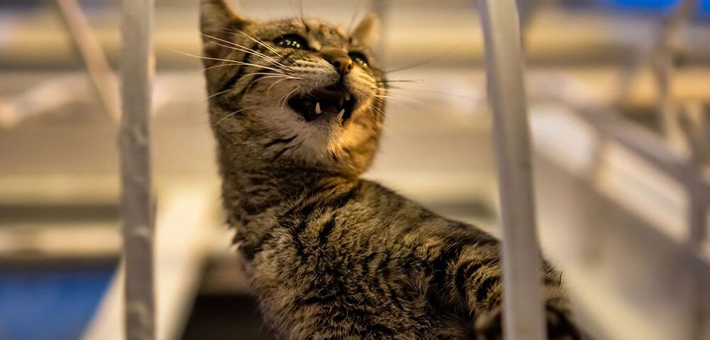 ¿Por qué mi gato maúlla por la noche?