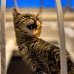 ¿Por qué mi gato maúlla por la noche?