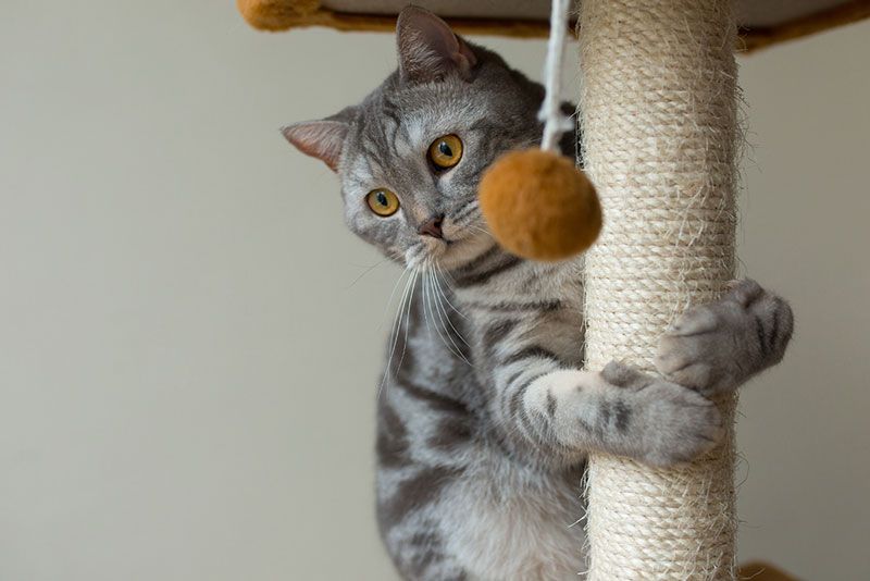 ¿Por qué mi gato maúlla por la noche?
