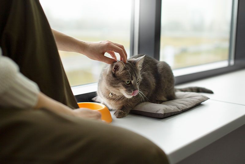 ¿Por qué mi gato maúlla por la noche?