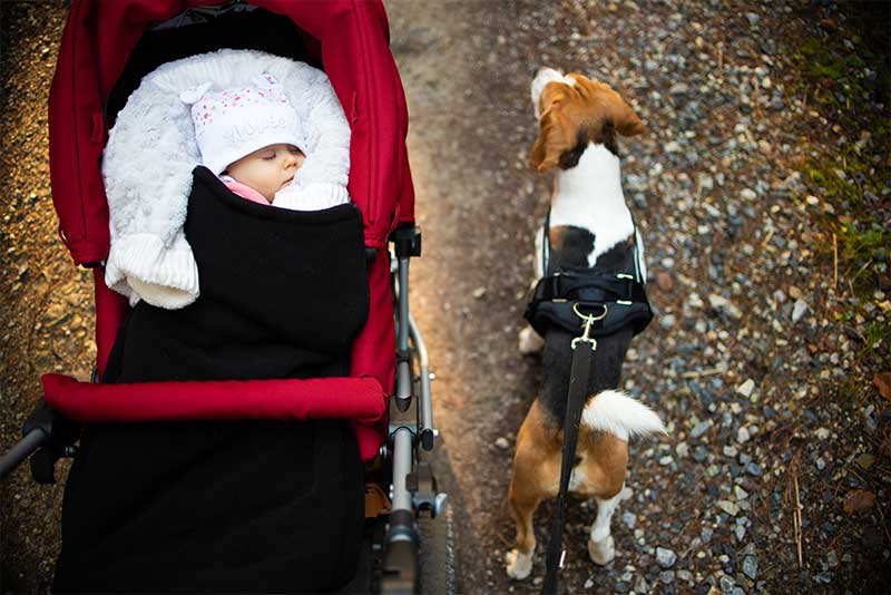 preparar perro llegada bebé