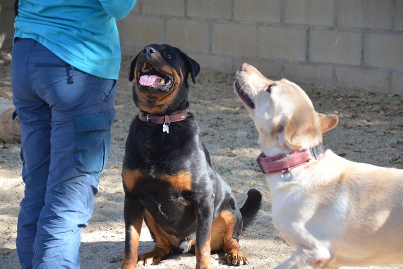 mejores razas de perros para convivir con niños