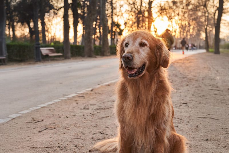 mejores ciudades europeas para tener perro