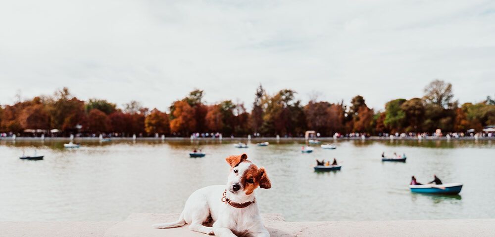 madrid perro