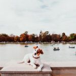 madrid perro