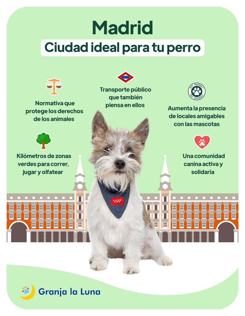 madrid perro