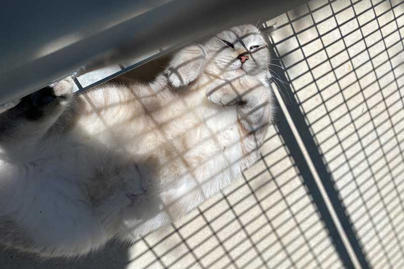 Cómo elegir la mejor residencia para tu gato