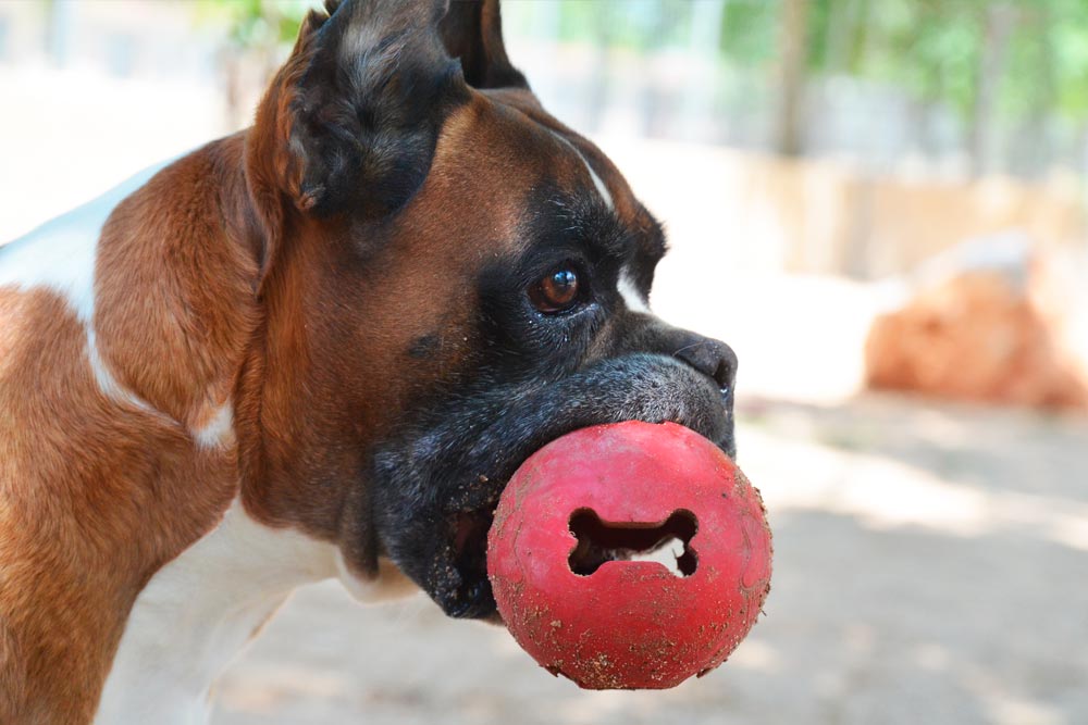 Qué llevar residencia perros o gatos