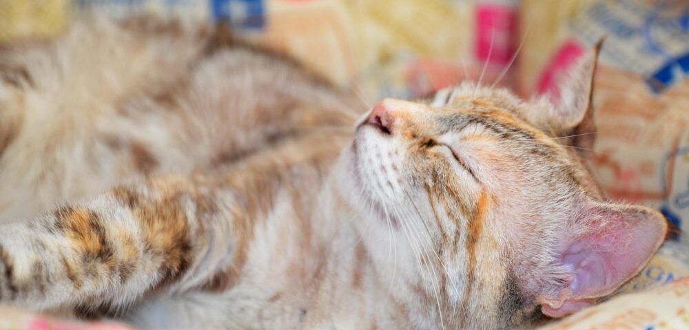 Qué llevar residencia perros o gatos