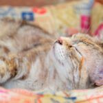 Qué llevar residencia perros o gatos