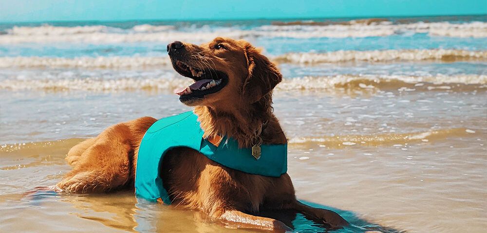 calor perros gatos