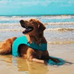 calor perros gatos