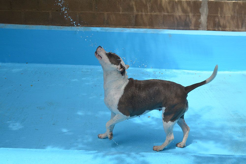 el calor en perros